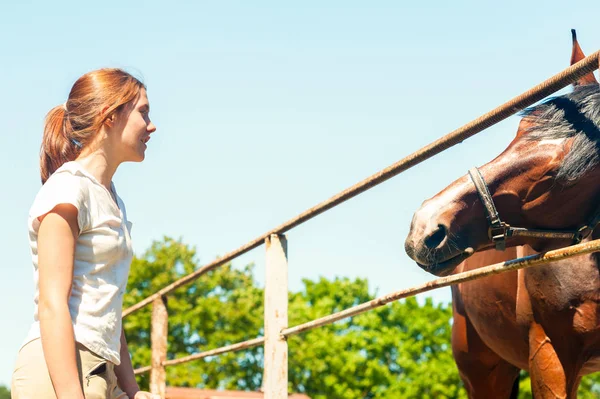 Kaštanový kůň sáhl po mladé dospívající dívka vlastníka — Stock fotografie