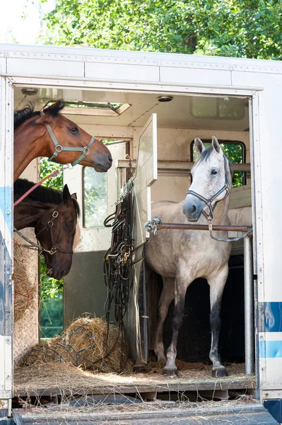 Trois chevaux debout dans la remorque . — Photo