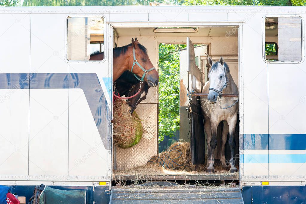 Three horses standing in trailer.