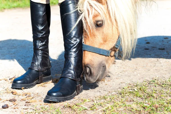 Curioso pônei cheirando jovem botas equestres . — Fotografia de Stock