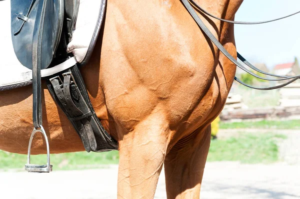 Close-up parte do corpo do cavalo com sela e estribos. Vista lateral . — Fotografia de Stock