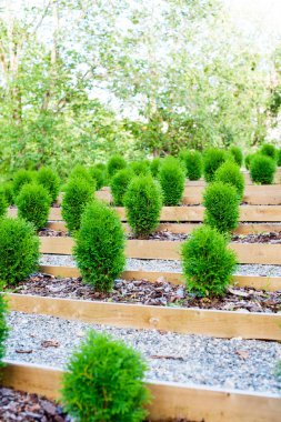 Bahçe genç yeşil Mazı fidan satır içeren.