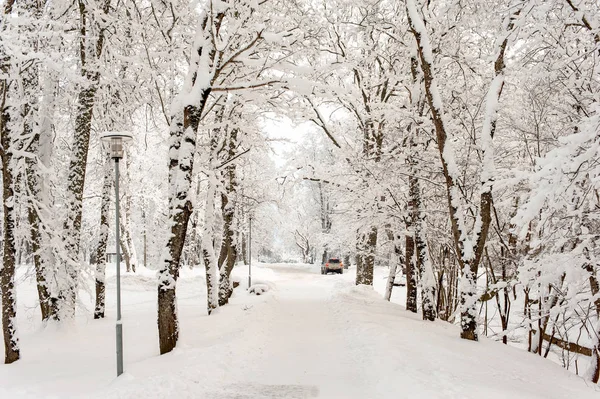 Gyönyörű téli alley-folyosó, az erdők, a hó alatt — Stock Fotó