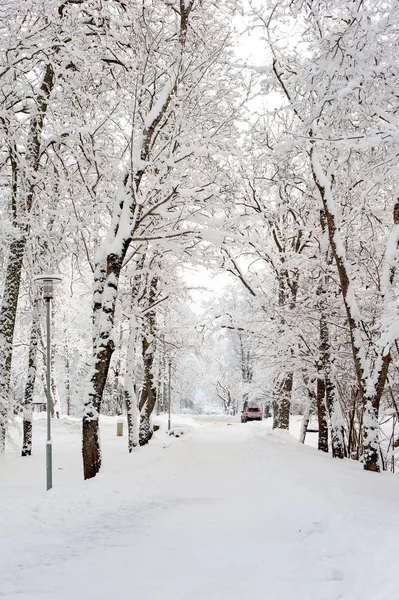 Gyönyörű téli alley-folyosó, az erdők, a hó alatt — Stock Fotó