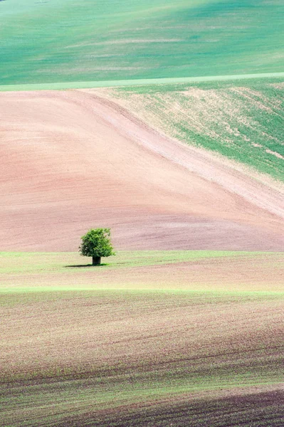 Piccolo albero su ondulato rotolamento strutturato campi rurali sfondo — Foto Stock