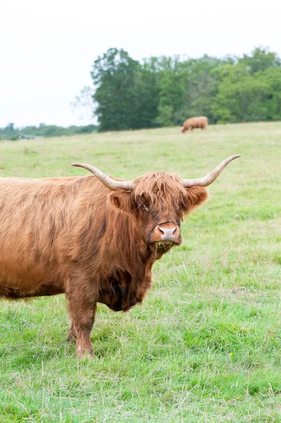 Portrait de belle vache rouge poilue écossaise des hauts plateaux — Photo