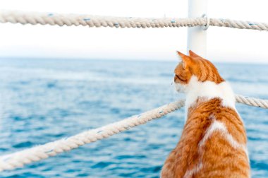 Sevimli kırmızı kedi görünümlü uzak sahil parkında oturan