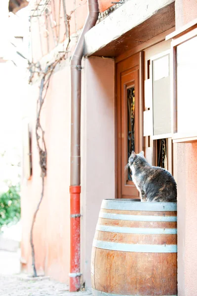 Gato sentado no barril de vinho de madeira na velha rua francesa — Fotografia de Stock