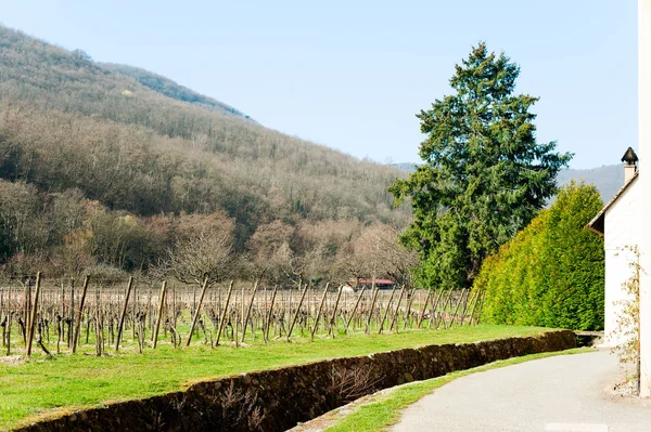 Springtime landscape of vineyard with wood on background — Stock Photo, Image