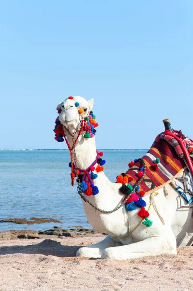 Camello blanco orgulloso descansando en la playa egipcia. Camelus dromeda — Foto de Stock