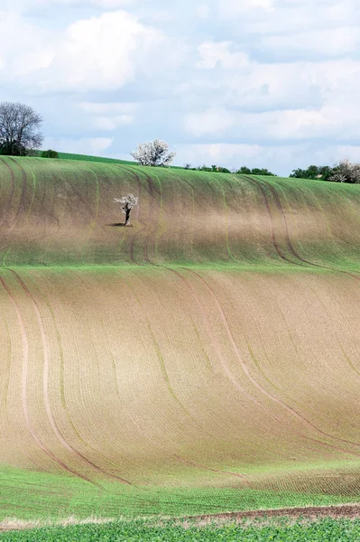 Paisagem com curvas de rolamento ondulado campos rurais texturizados — Fotografia de Stock