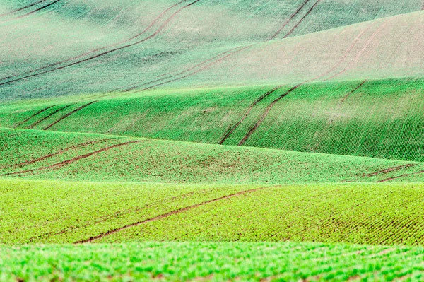 Bakgrundsmönster med kurvor för vågig rullande texturerat landsbygdens fi — Stockfoto