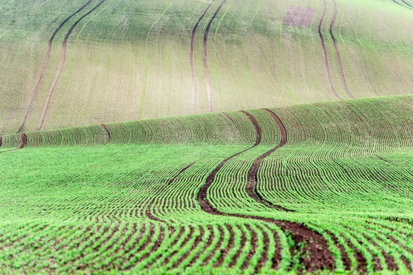 Fundo / padrão com curvas de rolamento ondulado texturizado rural fi — Fotografia de Stock