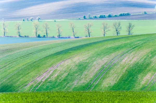 Landschaft mit gestreiften grünen Wiesen und Bäumen im Frühling — Stockfoto