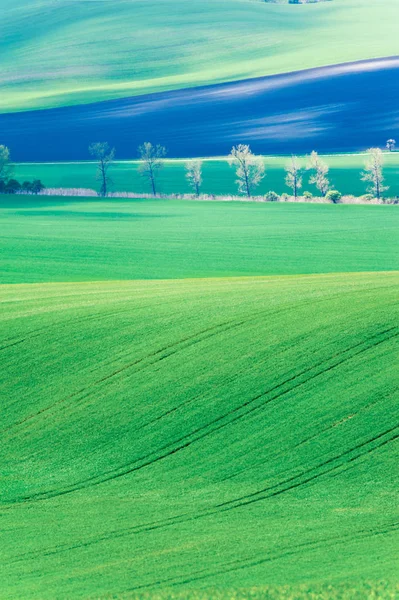 Paisagem com rolamento ondulado verde campos padrão textura em spri — Fotografia de Stock
