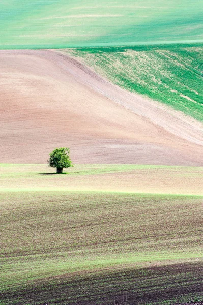 Paisagem com curvas de campos texturizados ondulados e pequena árvore — Fotografia de Stock