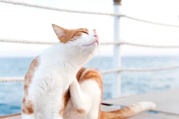 Χαλαρή κόκκινο τιγρέ γάτα γρατσουνίζω κάθεται σε προβλήτα στη θάλασσα — Φωτογραφία Αρχείου