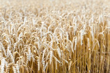 Altın olgun buğday sapları alan