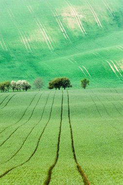 Blossoming trees on wavy rolling textured rural fields backgroun clipart