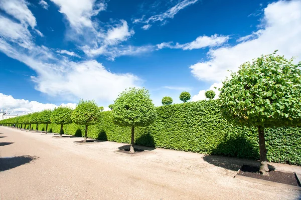 Beco do jardim ornamental de árvores verdes do topiary iin. — Fotografia de Stock