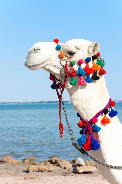 Retrato de orgullosa cabeza de camello blanco. Camelus dromedarius — Foto de Stock