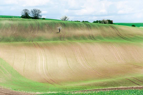 Paisagem com curvas de rolamento ondulado campos rurais texturizados — Fotografia de Stock