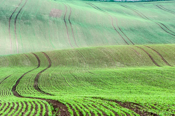 Background/pattern with curves of wavy rolling textured rural fi — Stock Photo, Image