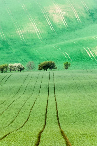 Árvores florescentes em campos rurais texturizados ondulados backgroun — Fotografia de Stock