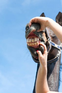 Inspecting horse teeth and health. Multicolored outdoors image. clipart