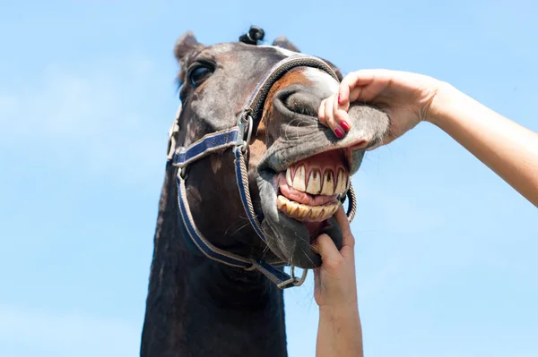 Dentes Cavalo Engraçado - Foto gratuita no Pixabay - Pixabay