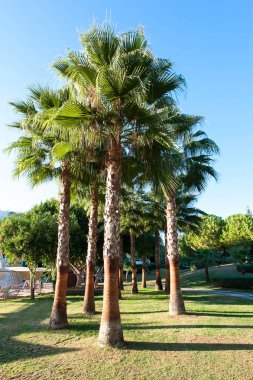 Yaz Park resmi bahçesinde palmiyeler. Türkiye