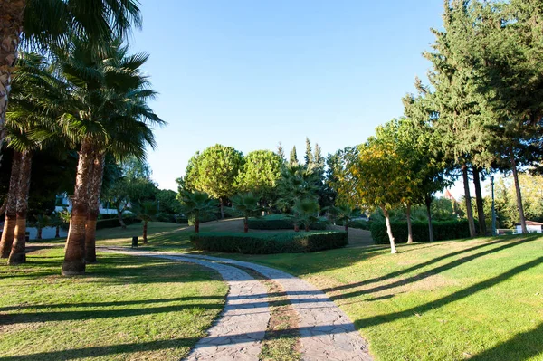 Palmbomen in formele tuin van zomer park. Turkije — Stockfoto