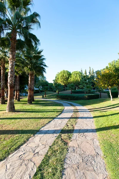 Palmbomen in formele tuin van zomer park. Turkije — Stockfoto