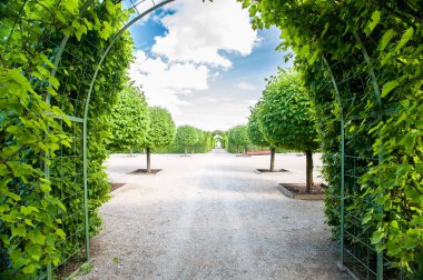 Yeşil yeşillik tünel ve yuvarlak şekilli basswood ağaçları ile sokak