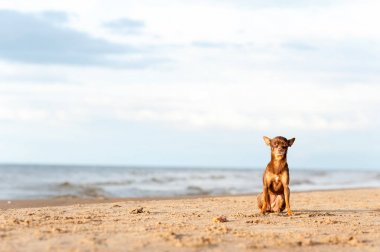 Küçük abandonet yalnız oyuncak-korkunç köpek sahilde oturmuş.