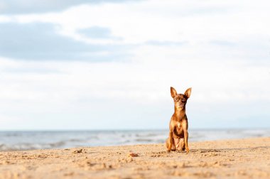 Küçük abandonet yalnız oyuncak-korkunç köpek sahilde oturmuş.