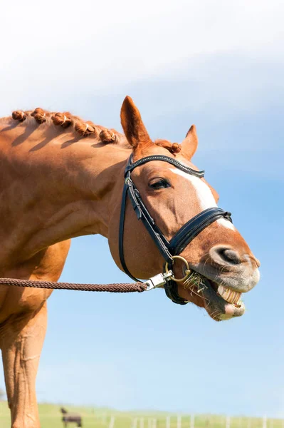 Забавная рыжая лошадь с плетеной гривой, показывающая зубы . — стоковое фото