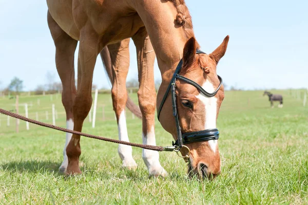 Cabeça de close-up de cavalo vermelho comendo grama verde . — Fotografia de Stock