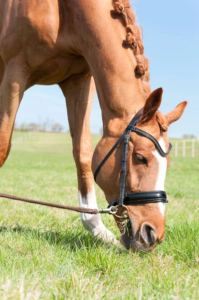 Gros plan tête de cheval rouge mangeant de l'herbe verte . — Photo