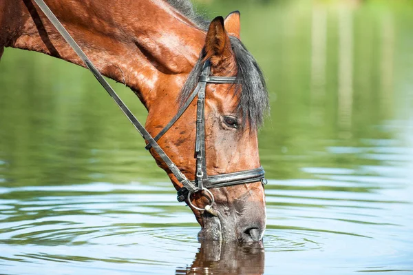 Portrét ryzák pitné vody v řece — Stock fotografie