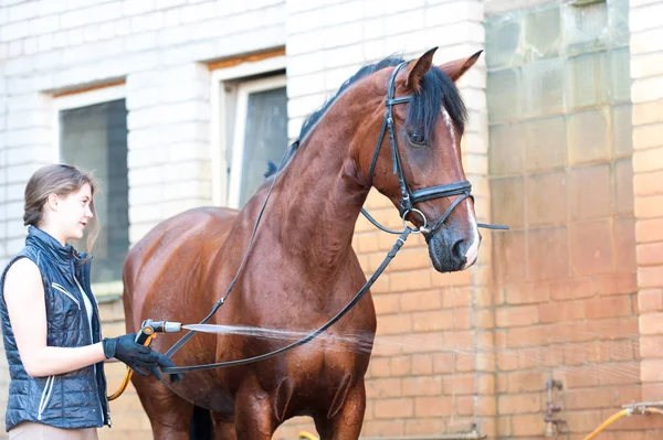 Cavalo castanho desfrutando de resfriamento no chuveiro de verão — Fotografia de Stock