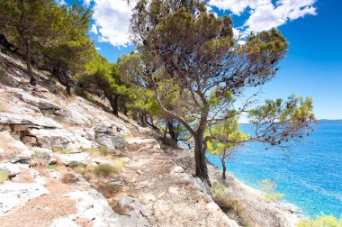 Dalmaçya pines ile Adriyatik Denizi ve taş cliff Dağları
