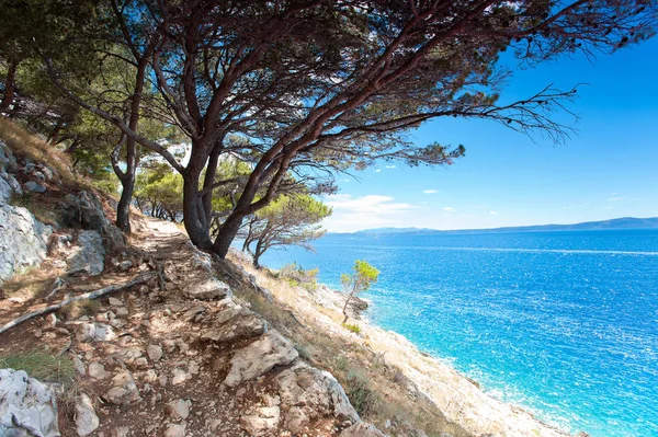 Dalmaçya pines ile Adriyatik Denizi ve taş cliff Dağları