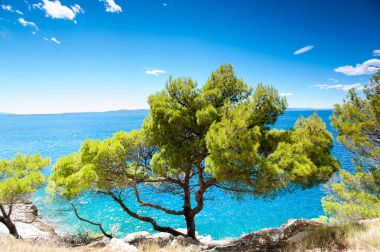 Adriyatik Denizi muhteşem manzarası ile çam ormanı Dalmaçya