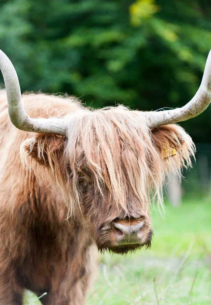 Closeup portrait of beautiful highland scottish hairy red cow