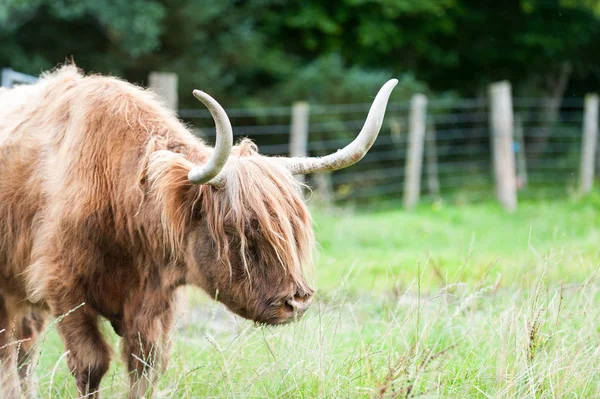 Islak güzel yayla İskoç kıllı kırmızı inek büyük boynuzlu