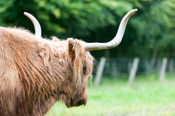 Islak güzel yayla İskoç kıllı kırmızı inek büyük boynuzlu 