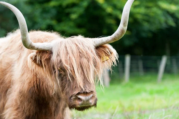 Closeup portrait of beautiful highland scottish hairy red cow