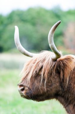 Güzel yayla İskoç kıllı kırmızı inek closeup portresi