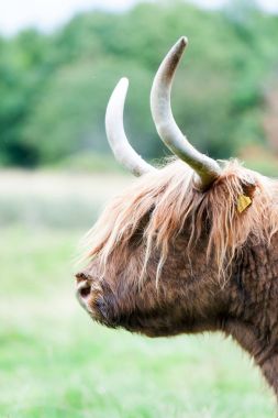 Güzel yayla İskoç kıllı kırmızı inek closeup portresi
